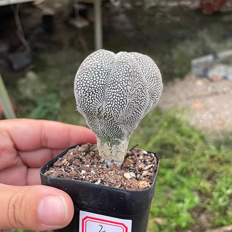 3-4cm Astrophytum Myriostigma Onzuka