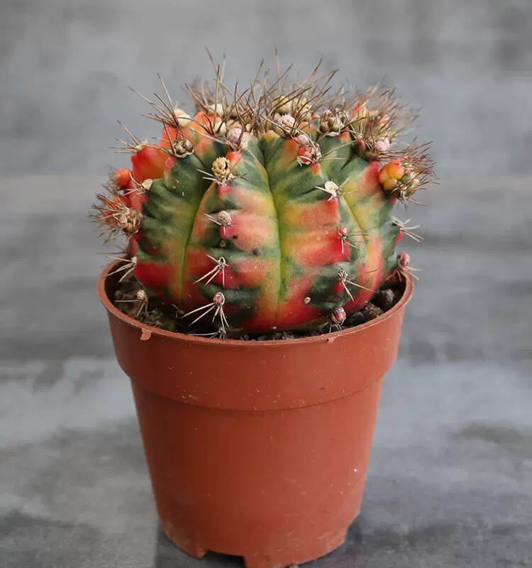 6-7cm Gymnocalycium Variegata