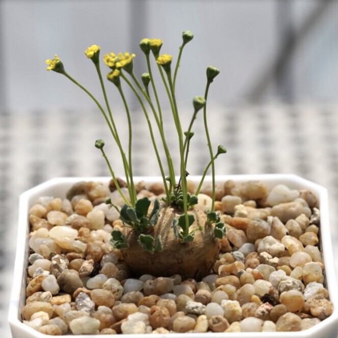 2.5-3CM Othonna Cacalioides