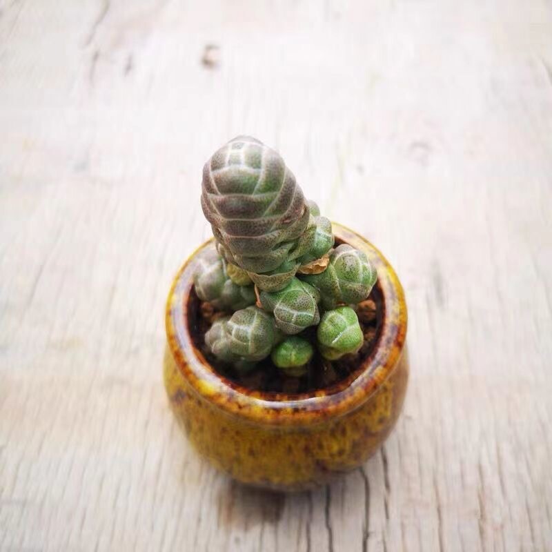 5cm Crassula Barklyi