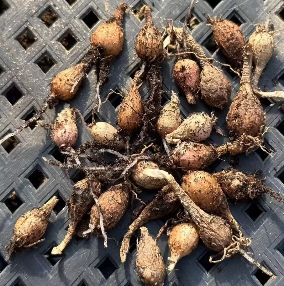 1.5-2cm Strumaria Villosa