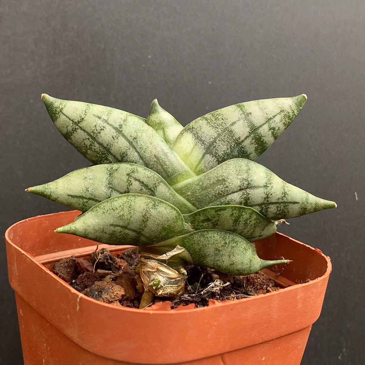 5-6cm Sansevieria Cylindrica Bojer Cristata