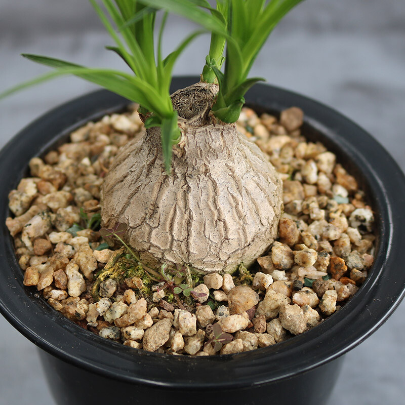 4-5cm Beaucarnea Recurvata