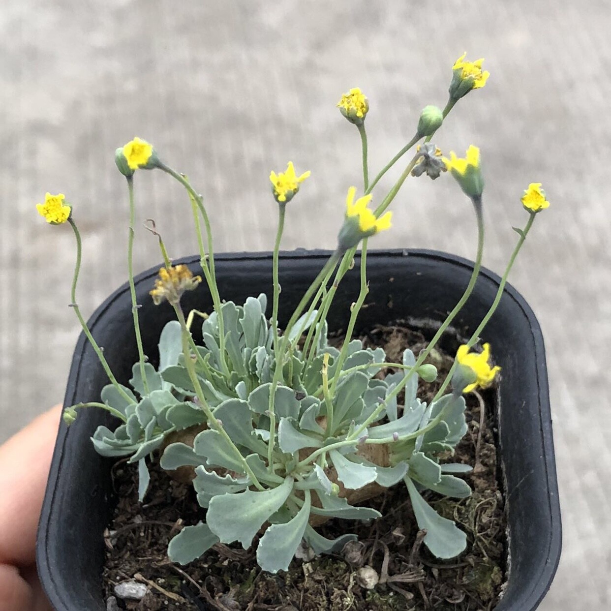 2.5-3CM Othonna Cacalioides