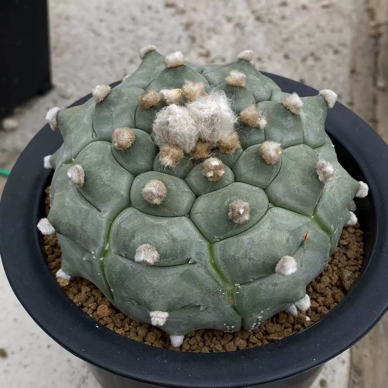 4-5cm Astrophytum Asterias Cv Kikkos
