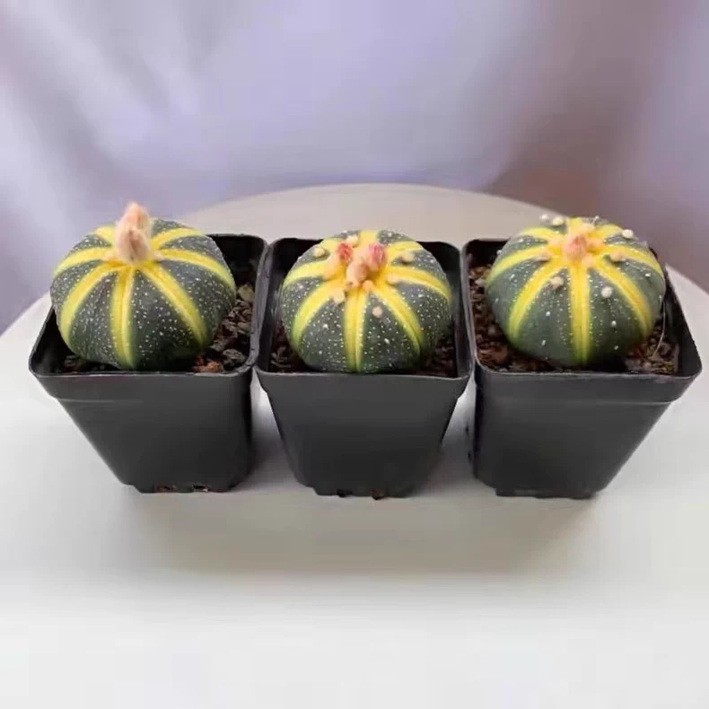 3-4PCS 3cm Astrophytum Asterias Variegated