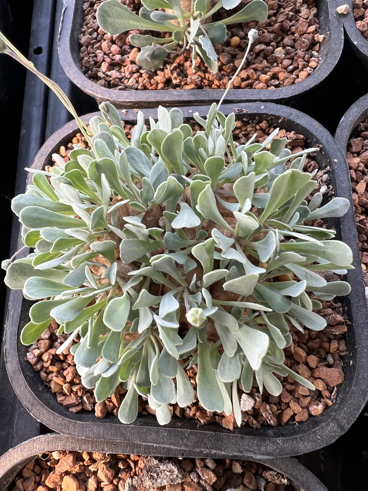 2.5-3CM Othonna Cacalioides