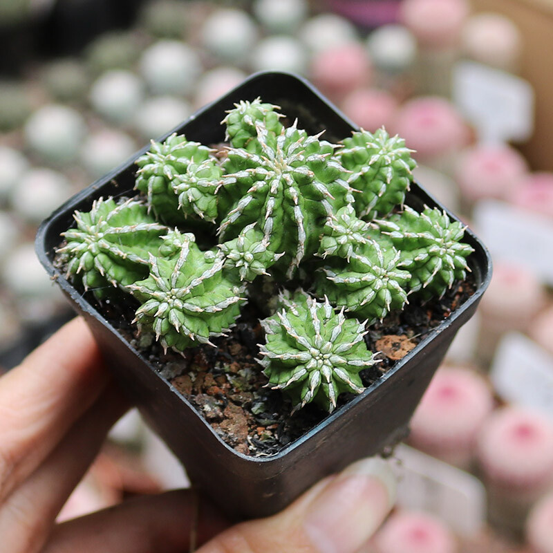 4-5cm Euphorbia Sepulta