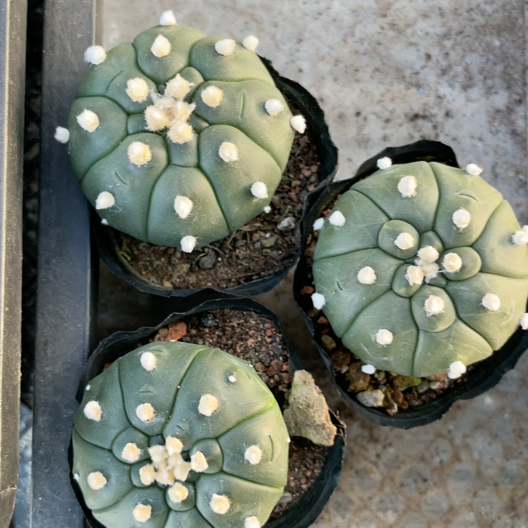 4-5cm Astrophytum Asterias Cv Kikkos