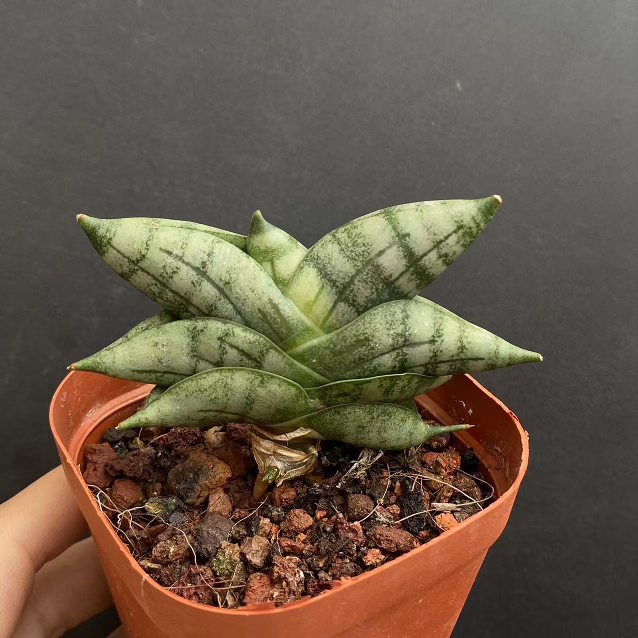 5-6cm Sansevieria Cylindrica Bojer Cristata