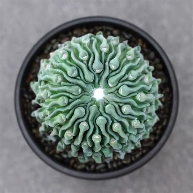 3cm Stenocactus Multicostatus stingless