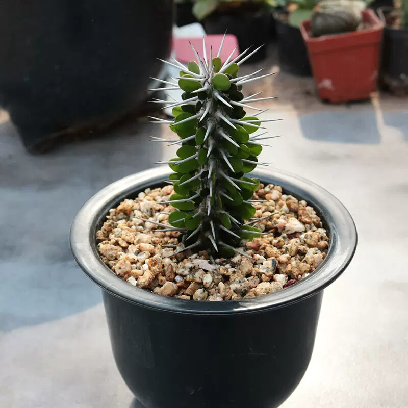 8cm Alluaudia montagnaci