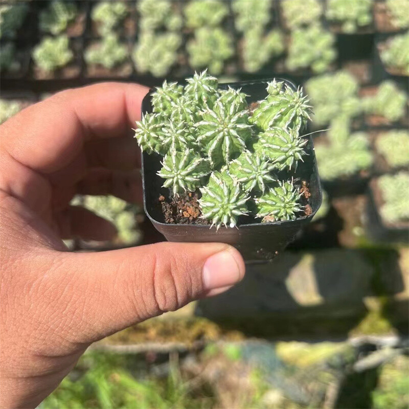 4-5cm Euphorbia Sepulta