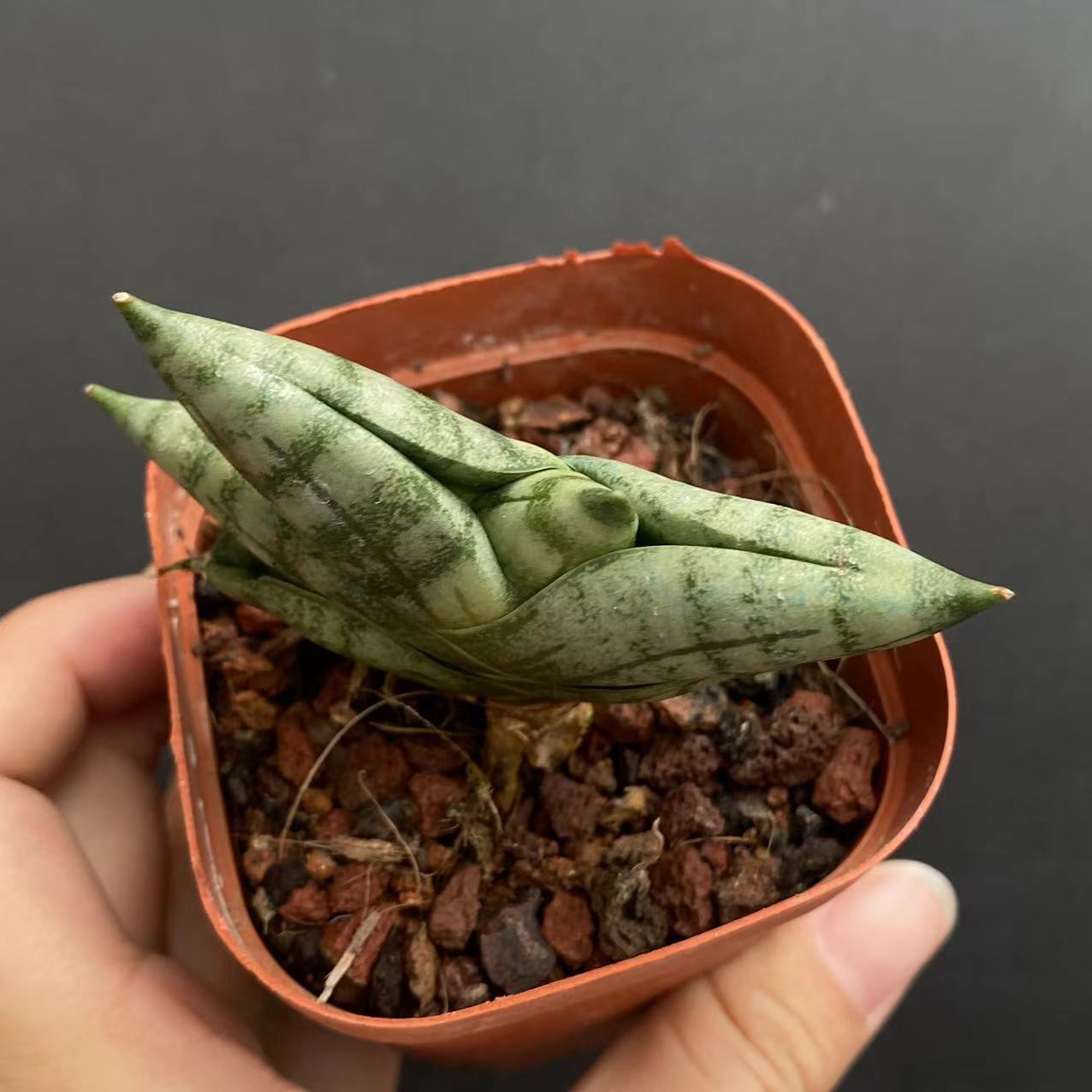 5-6cm Sansevieria Cylindrica Bojer Cristata