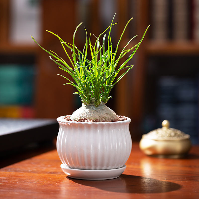 4-5cm Beaucarnea Recurvata