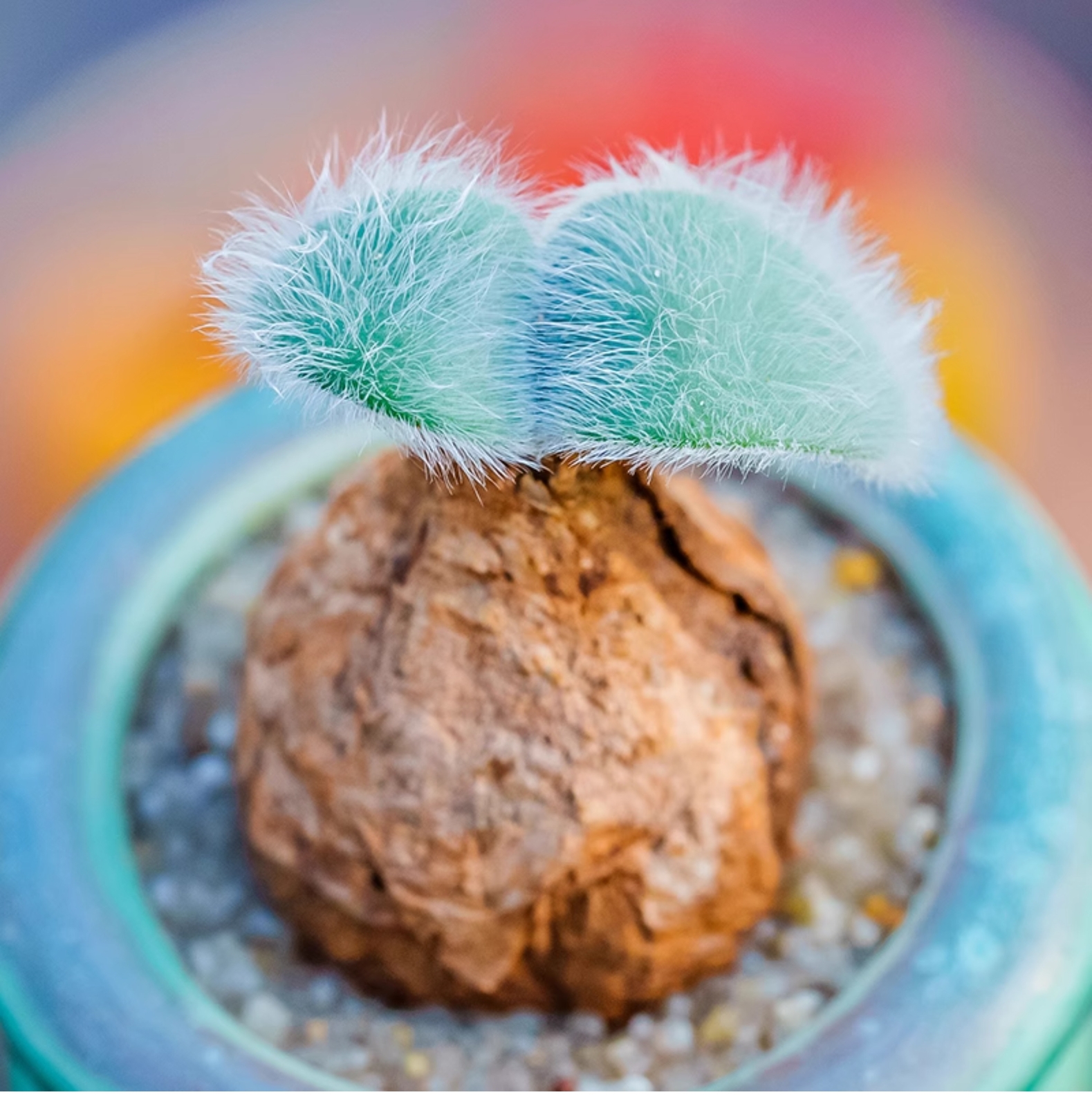 1.5-2cm Strumaria Villosa