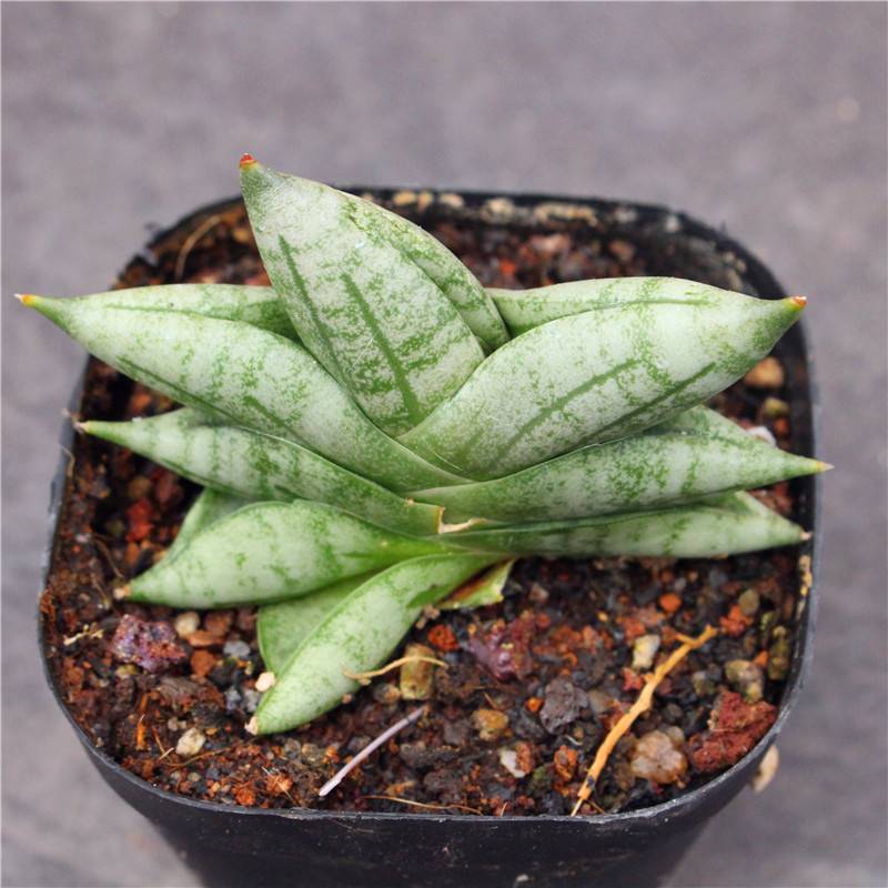 5-6cm Sansevieria Cylindrica Bojer Cristata