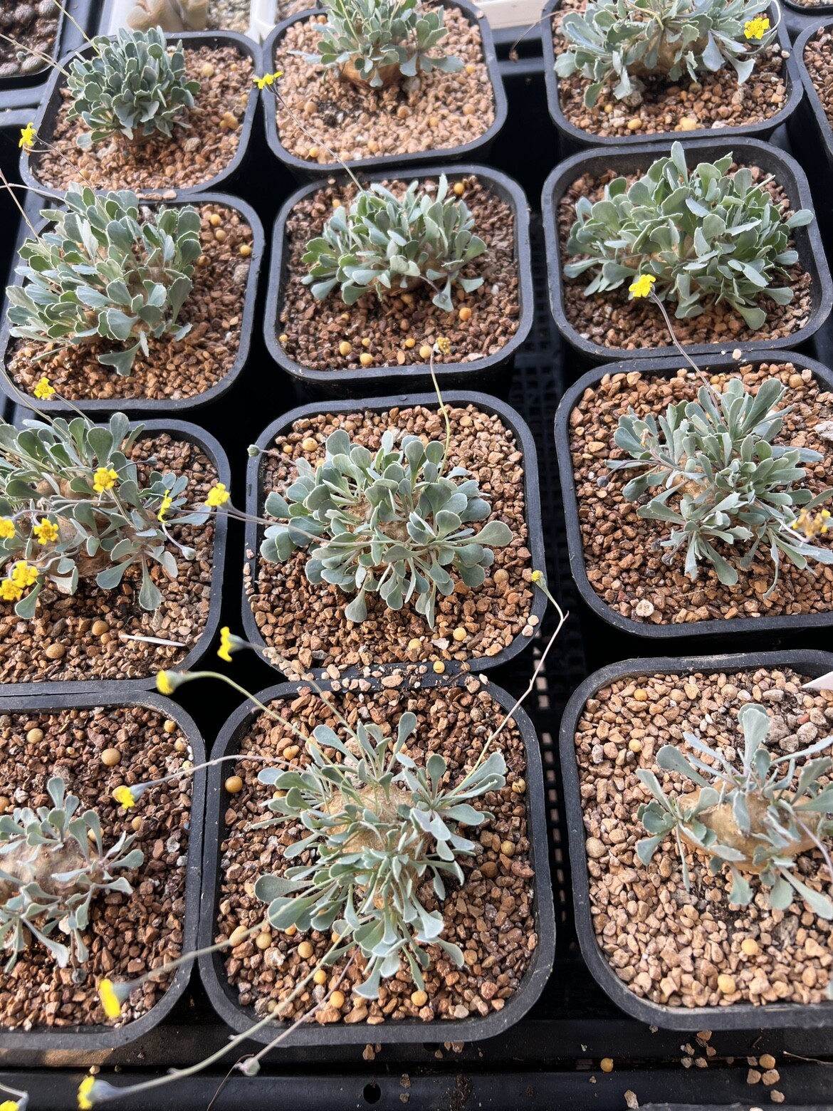 2.5-3CM Othonna Cacalioides