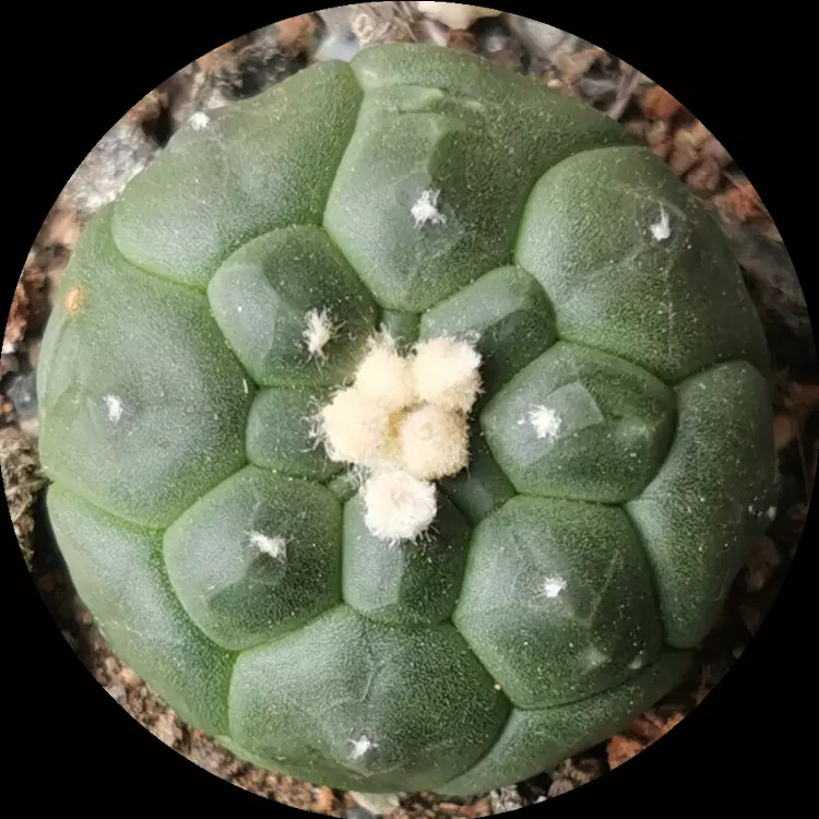 4-5cm Astrophytum Asterias Cv Kikkos
