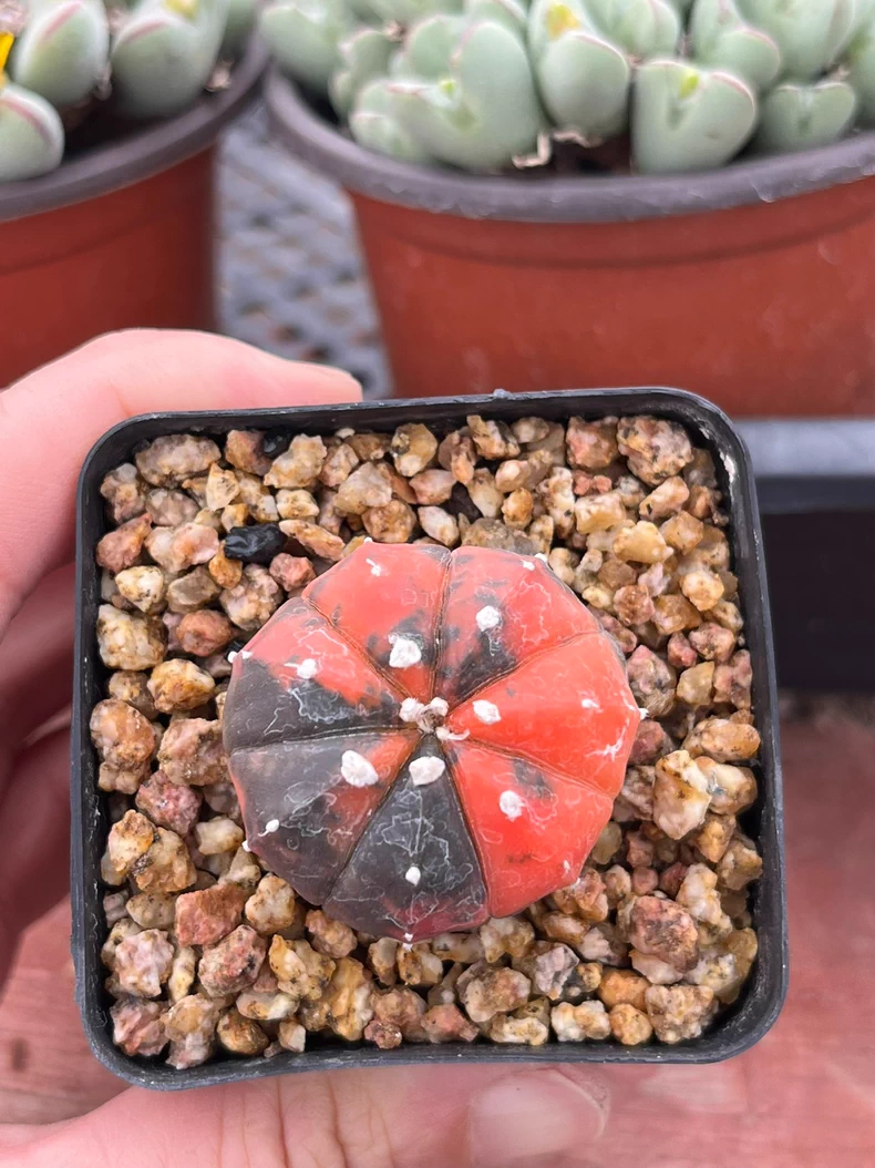 2.5cm Astrophytum Asterias Red Variegated