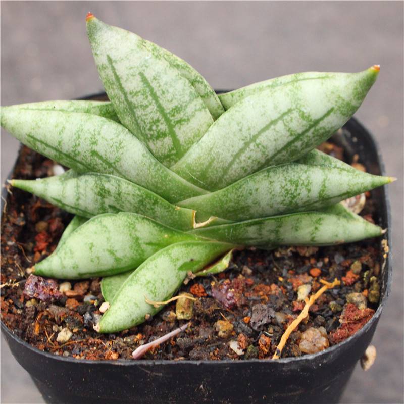 5-6cm Sansevieria Cylindrica Bojer Cristata