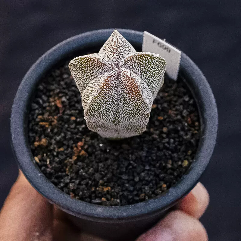 3-4cm Astrophytum Myriostigma Onzuka