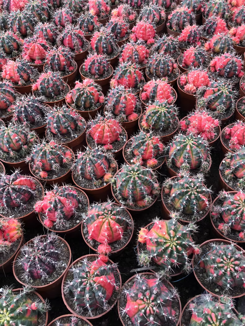 6-7cm Gymnocalycium Variegata