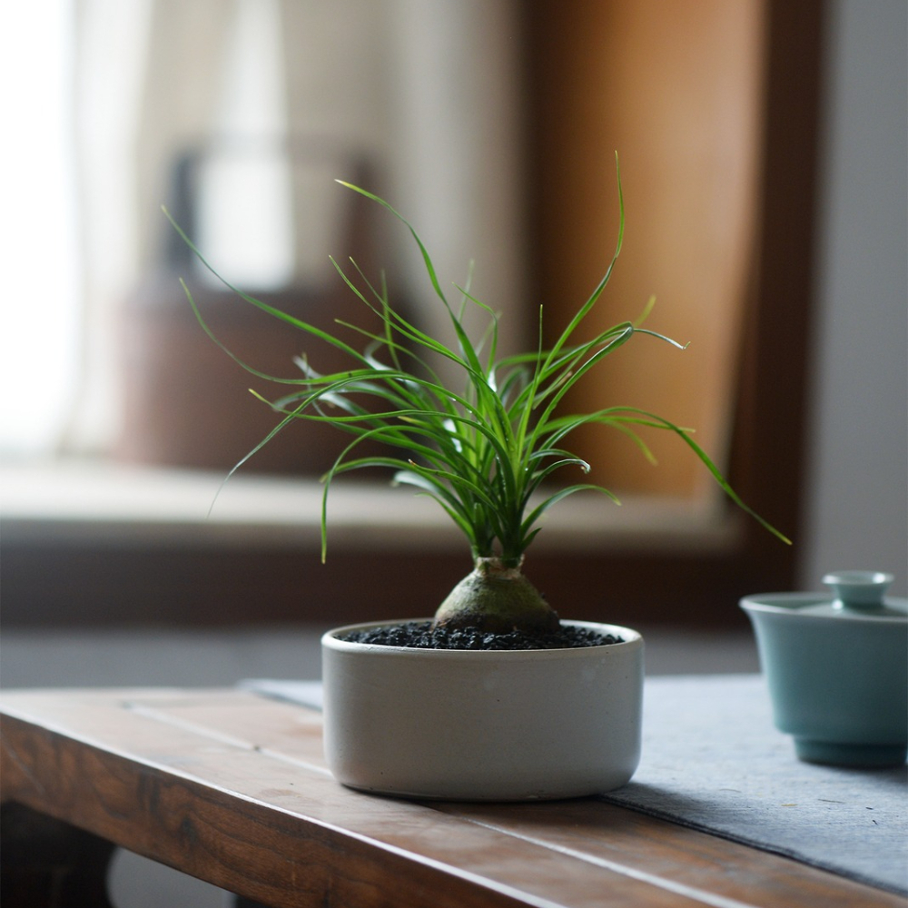 4-5cm Beaucarnea Recurvata