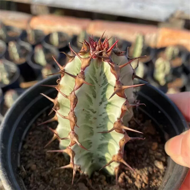 8cm 1PCS Euphorbia Confinalis ssp.