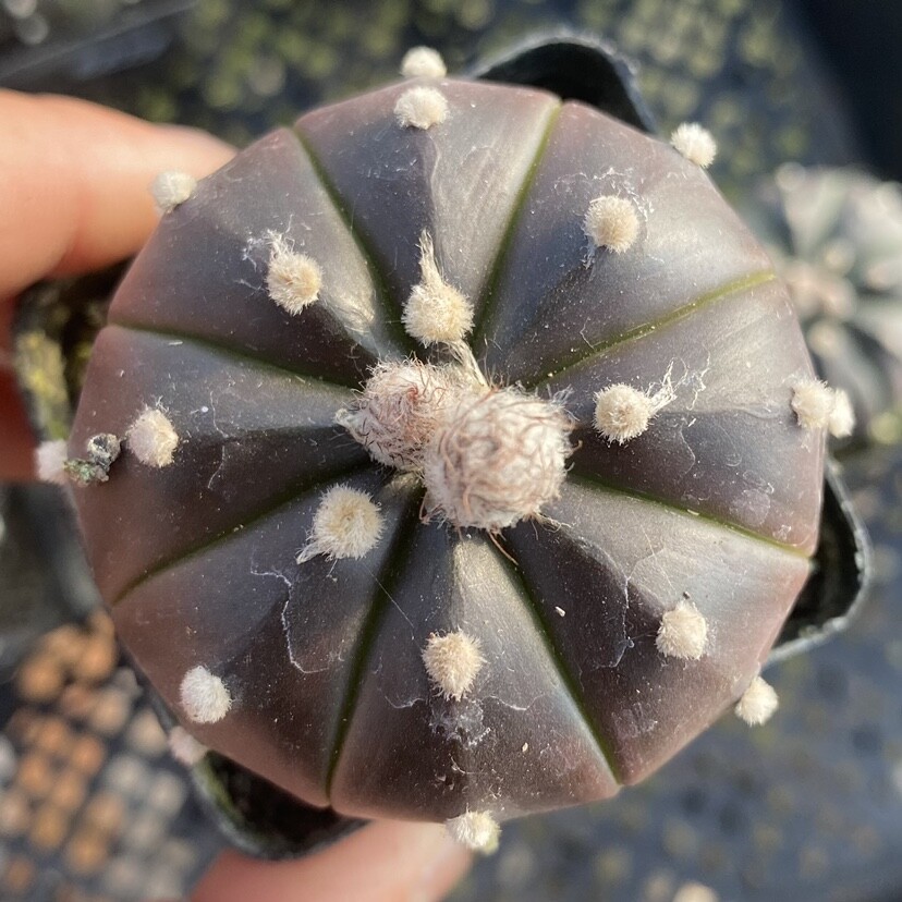 3PCS 3cm Astrophytum Asterias Purple Astrophytum