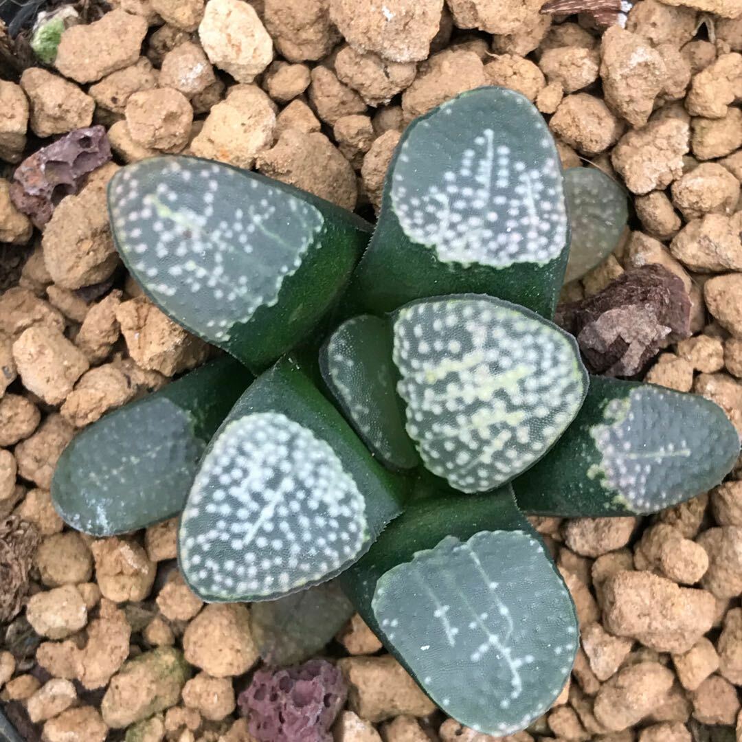4CM Haworthia Groenewaldii