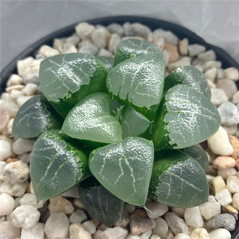 5-6cm Harworthia Monilaria