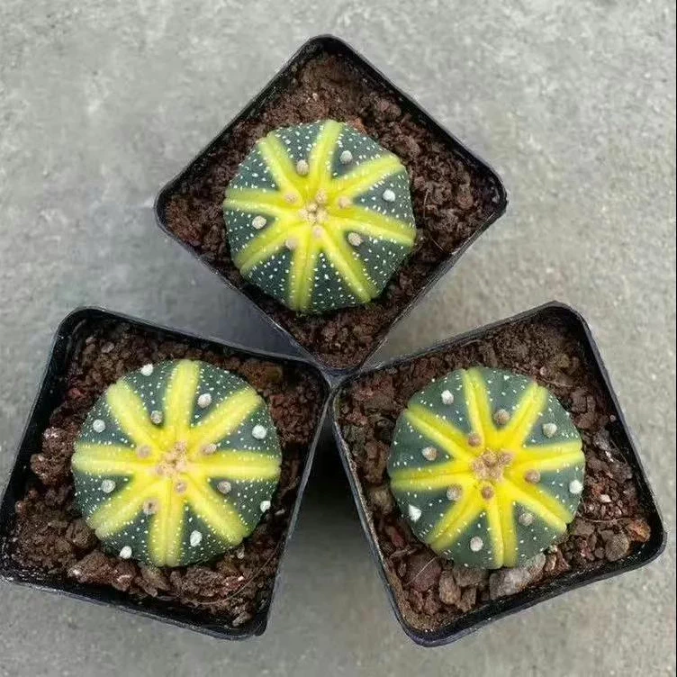 3-4PCS 3cm Astrophytum Asterias Variegated