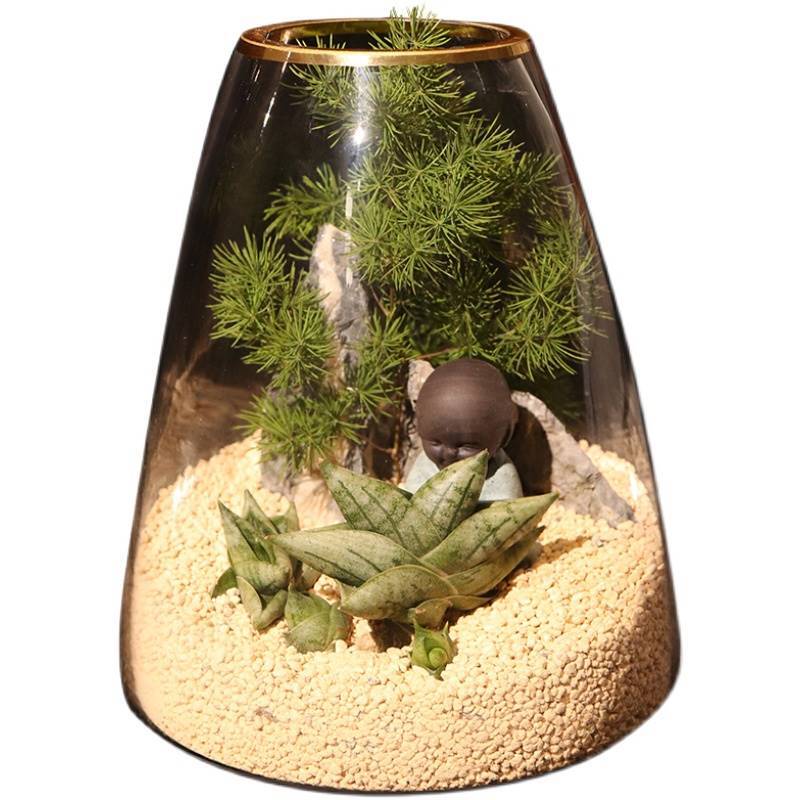 5-6cm Sansevieria Cylindrica Bojer Cristata