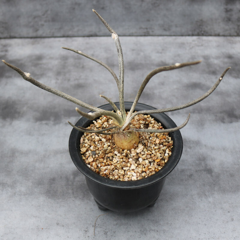 3cm Astrophytum Caput-medusae