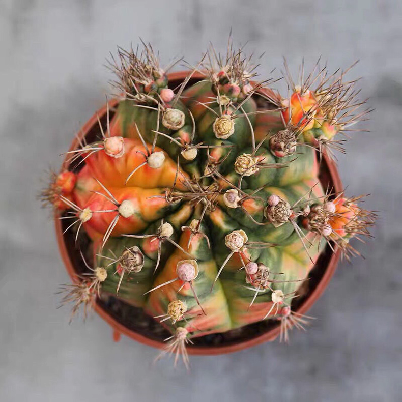 6-7cm Gymnocalycium Variegata