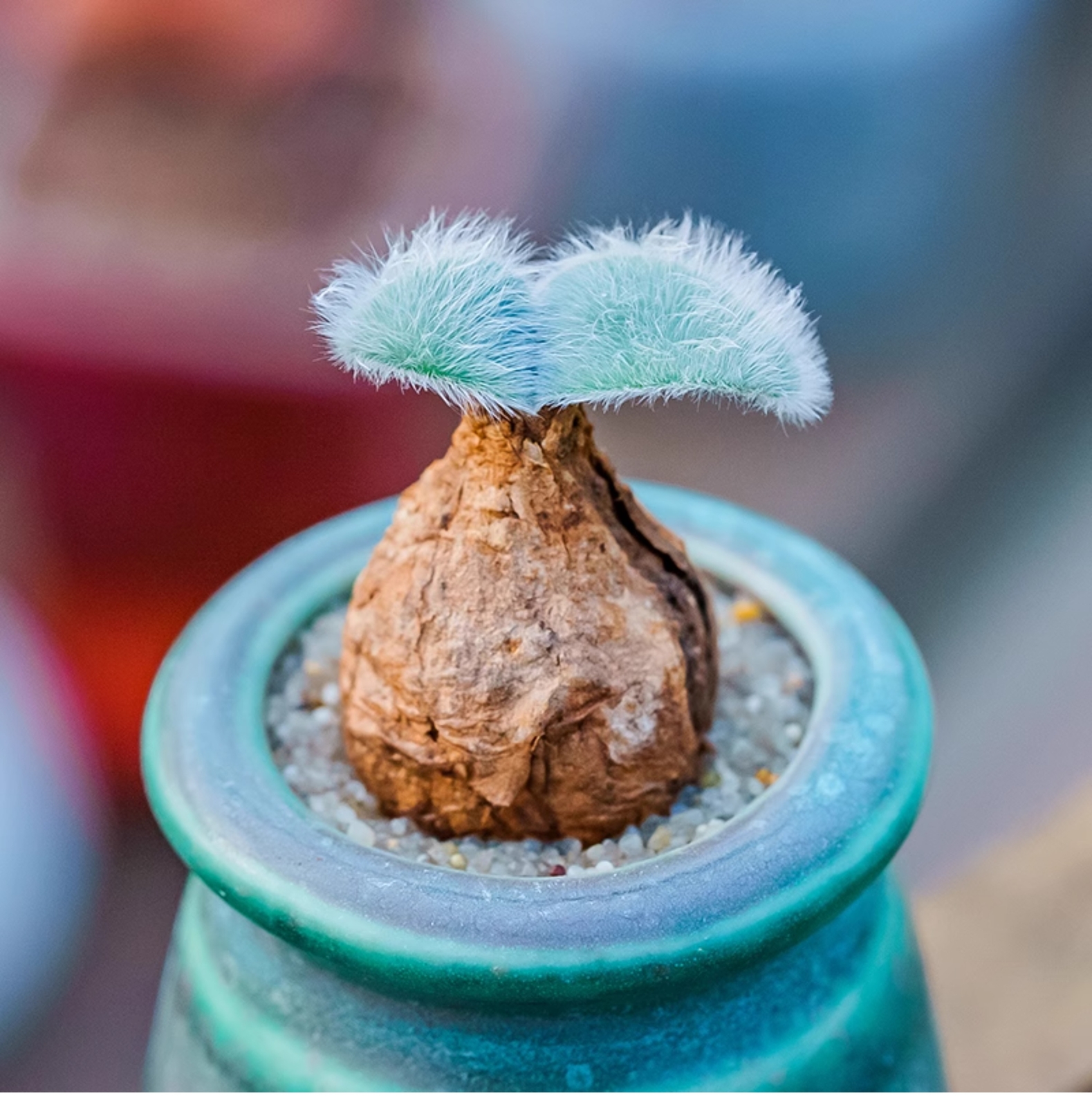 1.5-2cm Strumaria Villosa