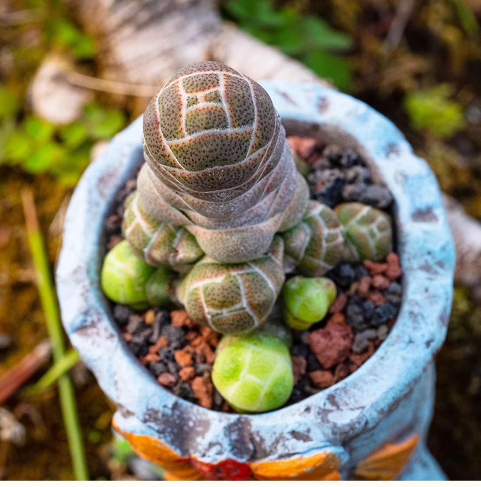 5cm Crassula Barklyi