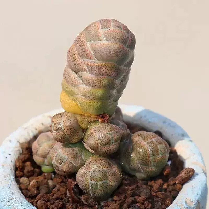 5cm Crassula Barklyi