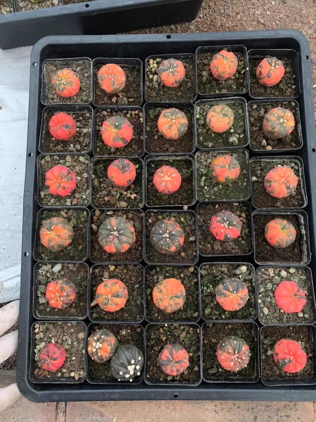 2.5cm Astrophytum Asterias Red Variegated