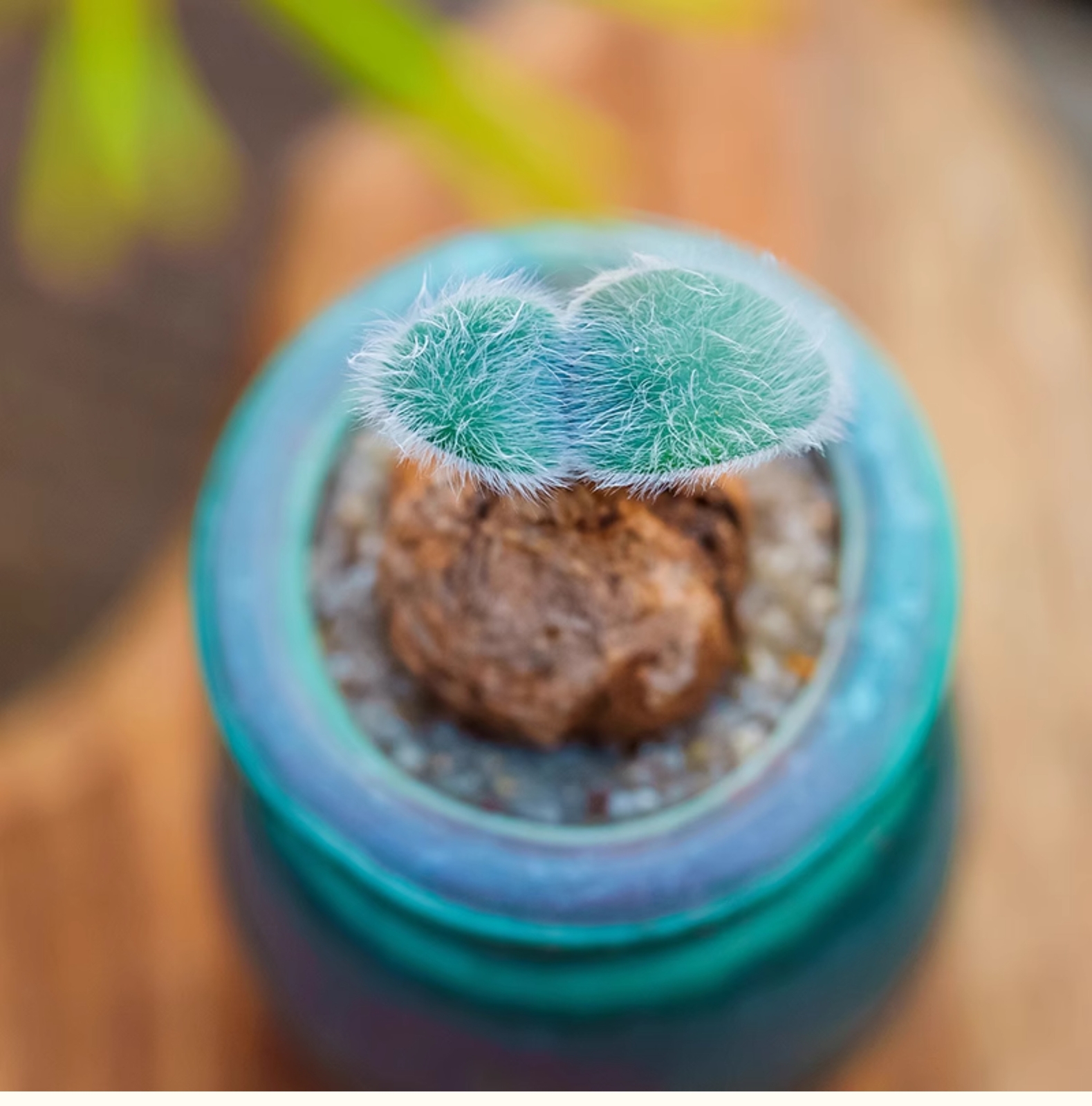 1.5-2cm Strumaria Villosa