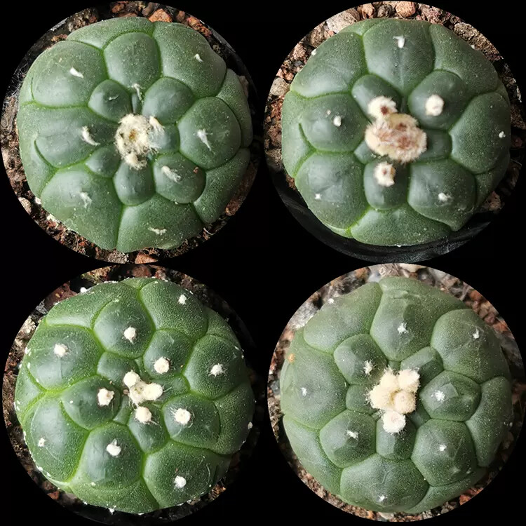 4-5cm Astrophytum Asterias Cv Kikkos