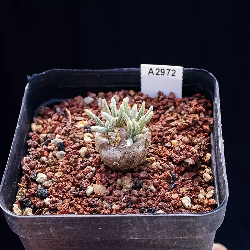 2-2.5cm Avonia Quinaria