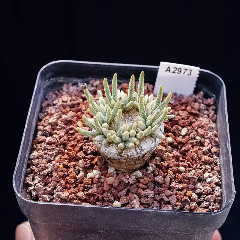 2-2.5cm Avonia Quinaria