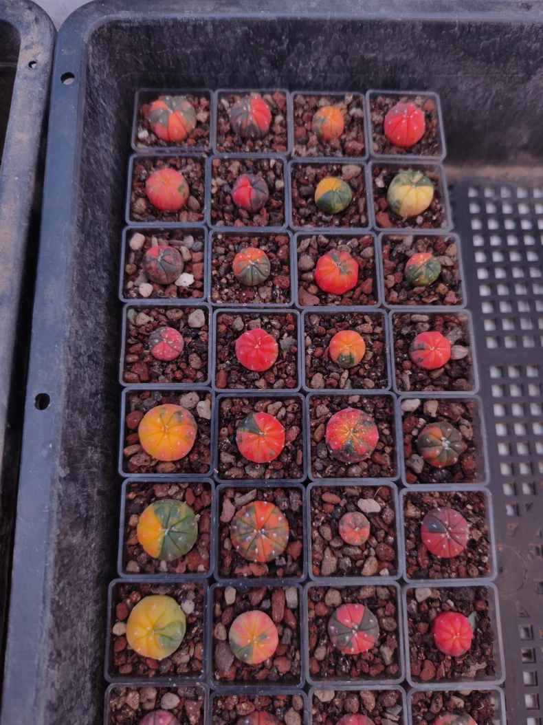 2.5cm Astrophytum Asterias Red Variegated
