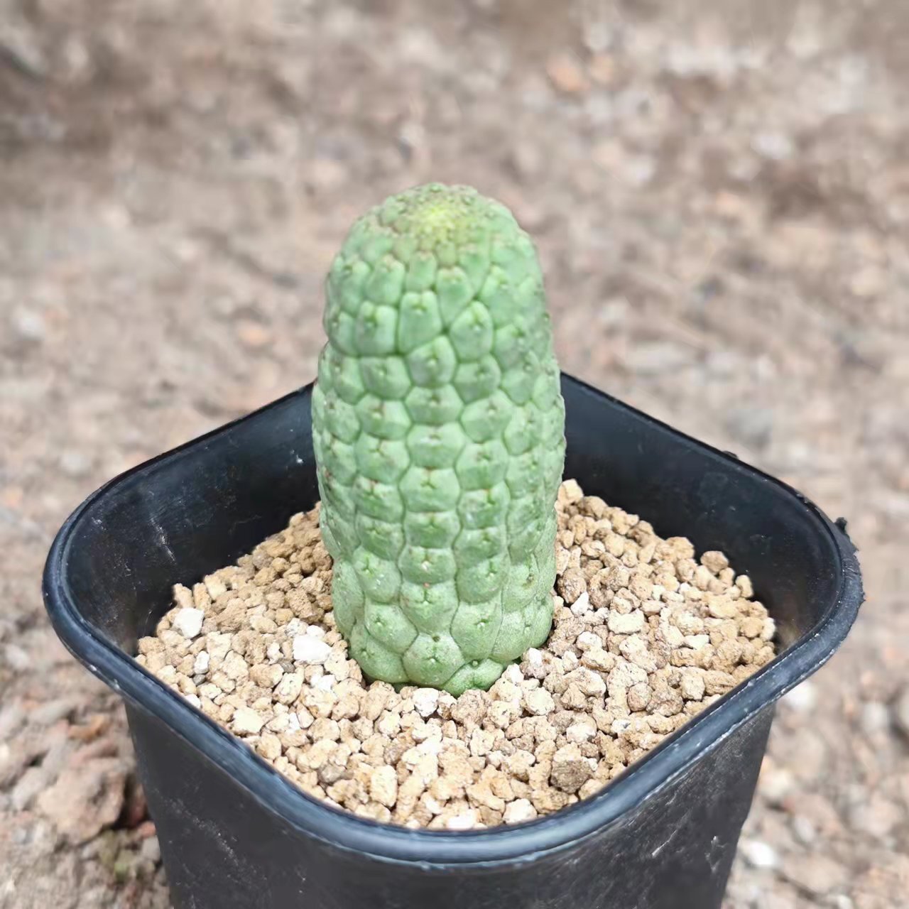 5-6cm Larryleachia cactiformise
