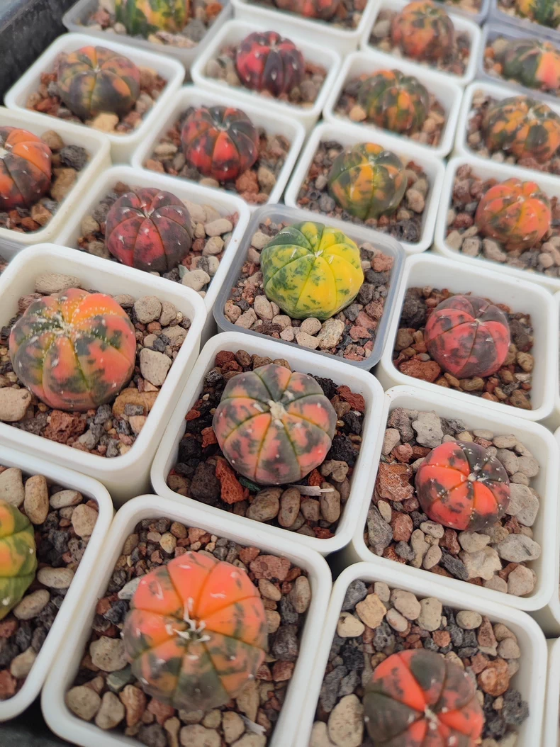 2.5cm Astrophytum Asterias Red Variegated