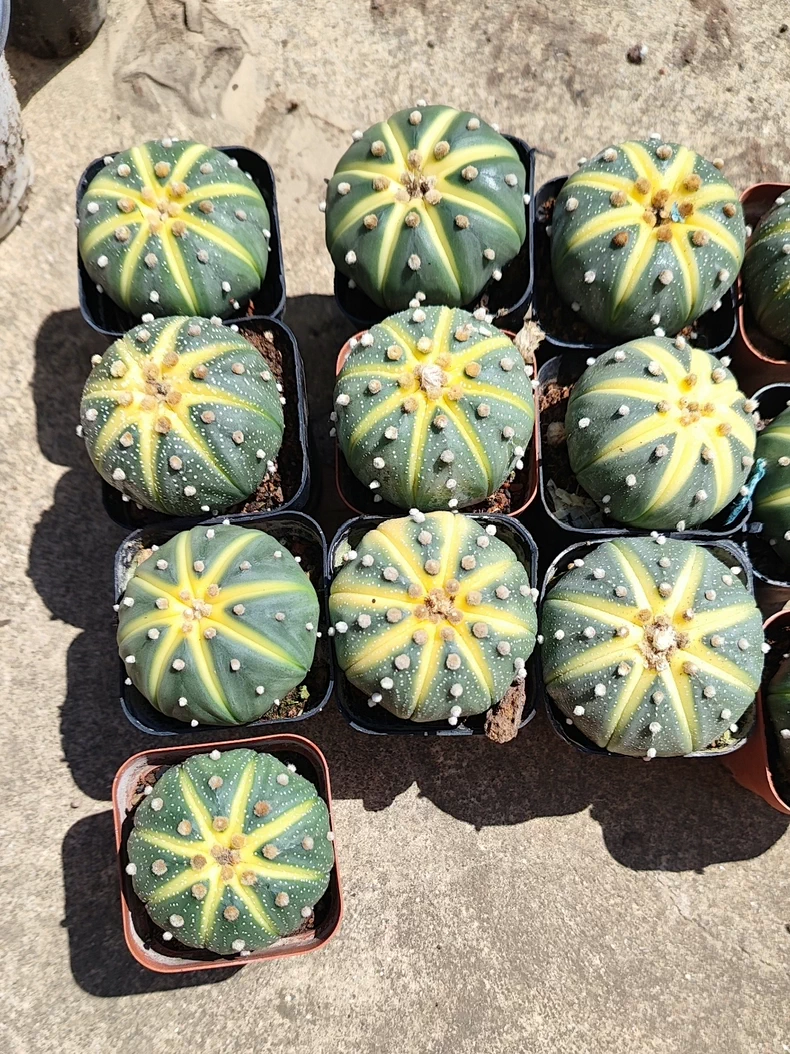 3-4PCS 3cm Astrophytum Asterias Variegated
