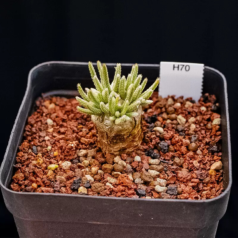 2-2.5cm Avonia Quinaria