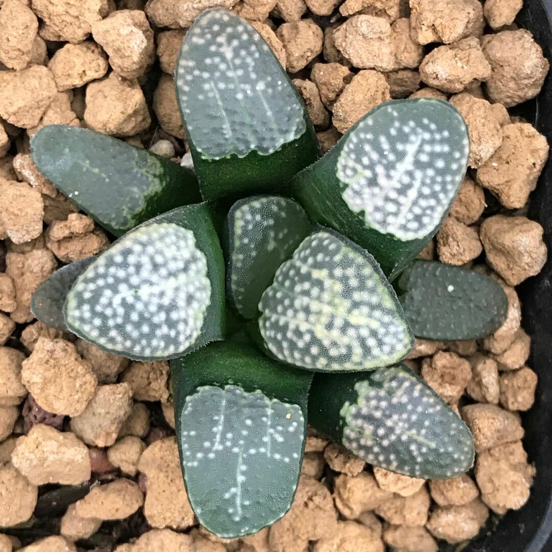 4CM Haworthia Groenewaldii